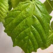 ヒメ日記 2026/03/10 19:28 投稿 さゆり 福岡ちゃんこ大牟田店