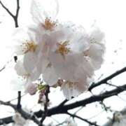 ヒメ日記 2026/03/31 21:20 投稿 このみ 丸妻 新横浜店