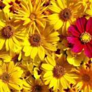 ヒメ日記 2026/02/17 00:43 投稿 田中（たなか） 熟女の風俗最終章 名古屋店