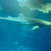 ヒメ日記 2026/03/15 14:48 投稿 ふみ MOMO(モモ)