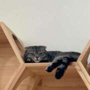 ヒメ日記 2026/02/22 20:18 投稿 しづき Gossip girl