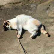 ヒメ日記 2026/02/20 01:05 投稿 依織/いおり ANEJE～アネージュ池袋～(ユメオト)