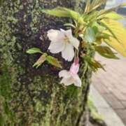 ヒメ日記 2026/03/28 13:02 投稿 ちはや JAPAN CLUB BUNNY LOUNGE