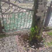 ヒメ日記 2026/04/02 14:06 投稿 ちはや JAPAN CLUB BUNNY LOUNGE