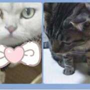 ハッピー またねぇ🐰💓 ドMな奥様 京都店