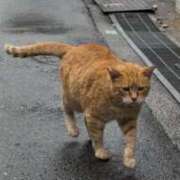 ヒメ日記 2026/06/24 20:10 投稿 ねこ The White