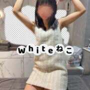 ヒメ日記 2026/07/04 13:12 投稿 ねこ The White（ザ ホワイト）