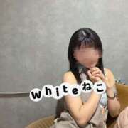 ヒメ日記 2026/07/07 20:16 投稿 ねこ The White（ザ ホワイト）