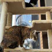 ヒメ日記 2026/09/24 12:11 投稿 ねこ The White（ザ ホワイト）