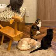 ヒメ日記 2026/10/03 12:07 投稿 ねこ The White（ザ ホワイト）