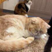 ヒメ日記 2026/10/18 19:49 投稿 ねこ The White（ザ ホワイト）