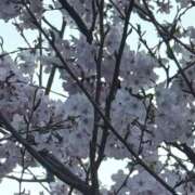 ヒメ日記 2026/03/23 23:54 投稿 わた ハピネス東京