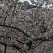 ヒメ日記 2026/04/07 17:07 投稿 わた ハピネス東京