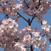 わた わた🐈‍⬛今日19時出勤💖 ハピネス東京