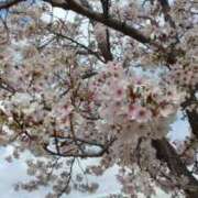 ヒメ日記 2026/04/01 08:50 投稿 森川 錦糸町おかあさん