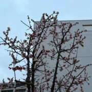 ヒメ日記 2026/02/26 18:26 投稿 桐山 昼顔妻 五反田店