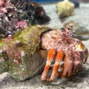 ヒメ日記 2026/03/06 08:56 投稿 桐山 昼顔妻 五反田店