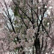 ヒメ日記 2026/03/21 02:00 投稿 藤森粧子 五十路マダムエクスプレス横浜店（カサブランカグループ）