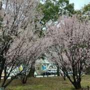 ヒメ日記 2026/03/22 04:46 投稿 藤森粧子 五十路マダムエクスプレス横浜店（カサブランカグループ）