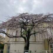 ヒメ日記 2026/03/27 04:34 投稿 藤森粧子 五十路マダムエクスプレス横浜店（カサブランカグループ）