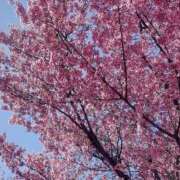 ヒメ日記 2026/03/09 15:45 投稿 花楓(かえで) 人妻城 横浜本店