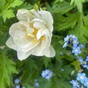 花楓(かえで) 明日、日曜朝から出勤します♪ 人妻城 横浜本店