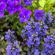 ヒメ日記 2026/04/21 23:24 投稿 花楓(かえで) 人妻城 横浜本店