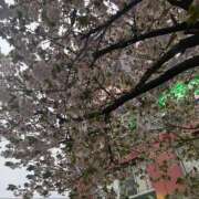 ヒメ日記 2026/04/11 00:27 投稿 るみか ハピネス東京