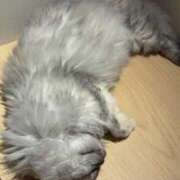 ヒメ日記 2026/03/07 00:07 投稿 ゆり abc＋