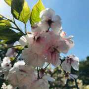 ヒメ日記 2026/04/14 13:05 投稿 ほのか 横浜人妻ヒットパレード（シンデレラグループ）