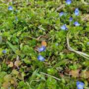 ヒメ日記 2026/03/17 21:48 投稿 みつき モアグループ大宮人妻花壇