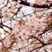 ヒメ日記 2026/03/31 23:28 投稿 みらい フォーシーズン