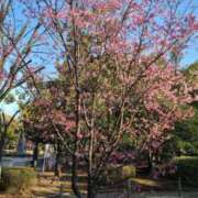 ヒメ日記 2026/03/12 09:12 投稿 みつき モアグループ春日部人妻城