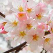 ヒメ日記 2026/03/29 11:48 投稿 みつき モアグループ春日部人妻城