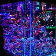 ヒメ日記 2026/04/01 22:45 投稿 りつこ 完熟ばなな新宿