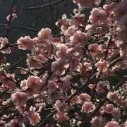 ヒメ日記 2026/03/02 10:12 投稿 優衣奈(ゆいな) PLUS梅田店