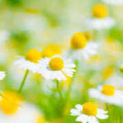 ここみ 出勤変更について プレイガール(亀有)