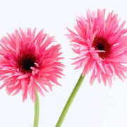 ヒメ日記 2026/03/29 08:00 投稿 ここみ プレイガール(亀有)