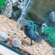 ヒメ日記 2026/02/19 22:57 投稿 衣更とうり 手コキ研修塾