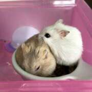 ヒメ日記 2026/03/04 12:15 投稿 日向坂みらん【PREMIUM】 素人専門キラキラ学園