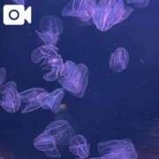 ヒメ日記 2026/03/10 00:55 投稿 日向坂みらん【PREMIUM】 素人専門キラキラ学園