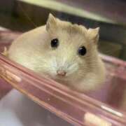 ヒメ日記 2026/03/13 14:05 投稿 日向坂みらん【PREMIUM】 素人専門キラキラ学園