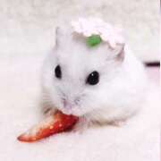 ヒメ日記 2026/04/04 10:25 投稿 日向坂みらん【PREMIUM】 素人専門キラキラ学園