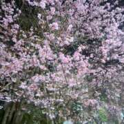 ヒメ日記 2026/03/09 17:28 投稿 来美 五反田人妻城