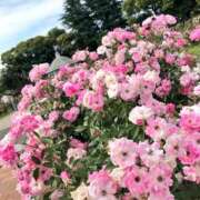 ヒメ日記 2026/04/13 14:28 投稿 るか 東京人妻セレブリティ（ユメオト）