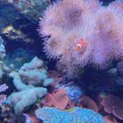 ヒメ日記 2026/03/05 20:53 投稿 紗菜【さな】 丸妻 西船橋店