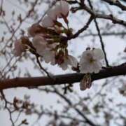 ヒメ日記 2026/03/23 09:48 投稿 三井るみ子(るみこ) 東京不倫～とうきょうふりん～