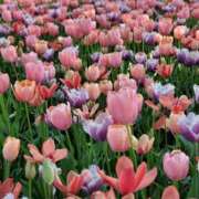 ヒメ日記 2026/04/10 13:48 投稿 三井るみ子(るみこ) 東京不倫～とうきょうふりん～