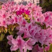 ヒメ日記 2026/04/18 08:18 投稿 三井るみ子(るみこ) 東京不倫～とうきょうふりん～