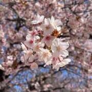 ヒメ日記 2026/03/31 16:46 投稿 まりん☆AF可能なドMクジラ嬢 PREMIUM～プレミアム～